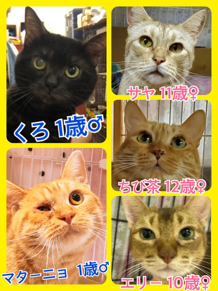 🐾今日の里親様募集中ニャンコ🐱メンバーです🐾2020,5,22